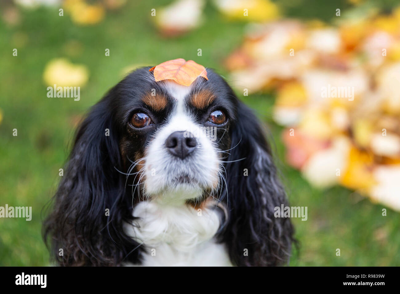 Portrait of a dog with leaf on his head Stock Photo