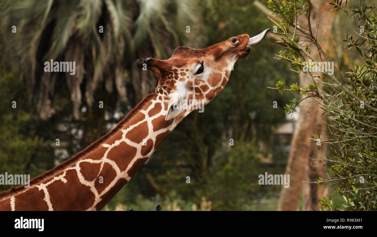 Giraffe Eating Stock Photo