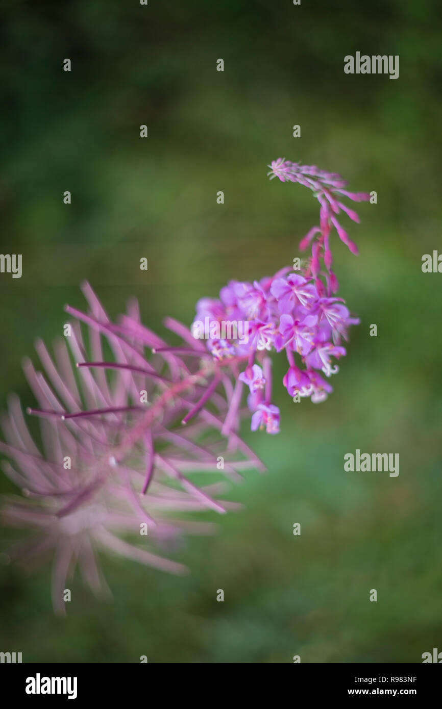 close up of colourful wild flower Stock Photo - Alamy