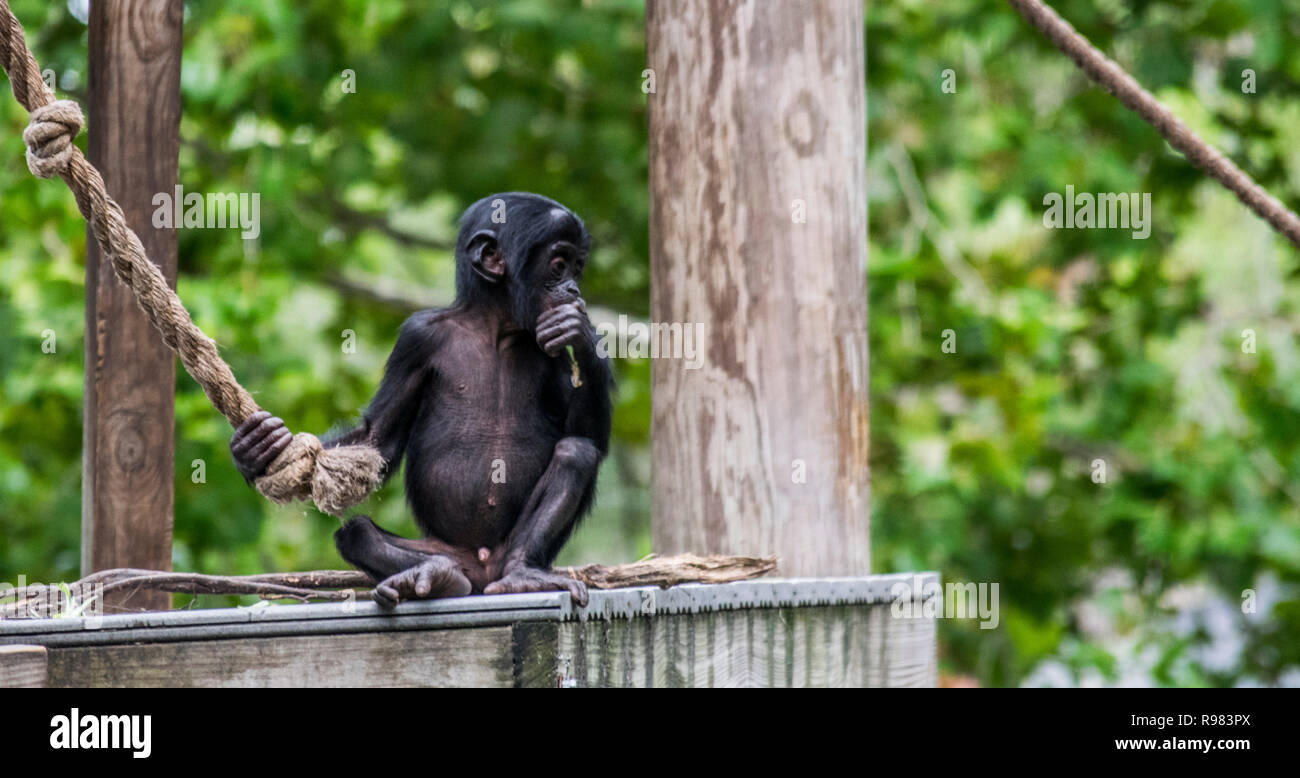 Baby Monkey Eating Stock Photo