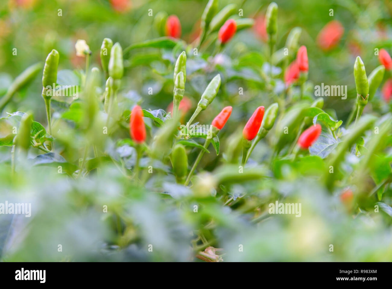 Fresh chilli in garden Stock Photo