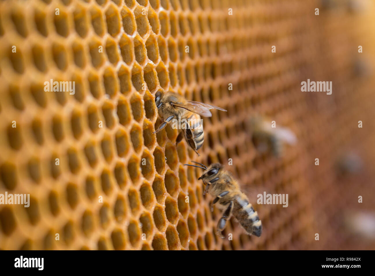 Honey bees on a honeycomb inside beehive. Hexagonal wax structure with blur background. Stock Photo