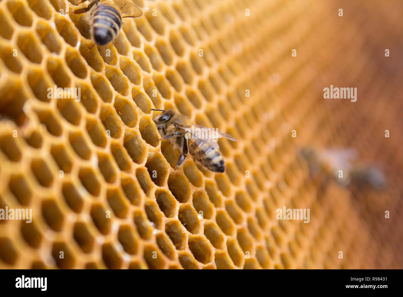 Honey bees on a honeycomb inside beehive. Hexagonal wax structure with blur background. Stock Photo