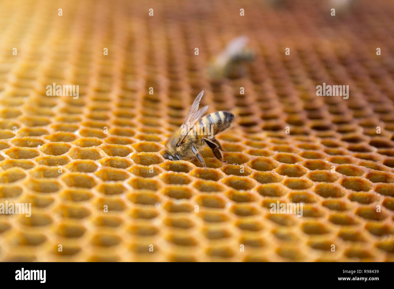 Honey bees on a honeycomb inside beehive. Hexagonal wax structure with blur background. Stock Photo