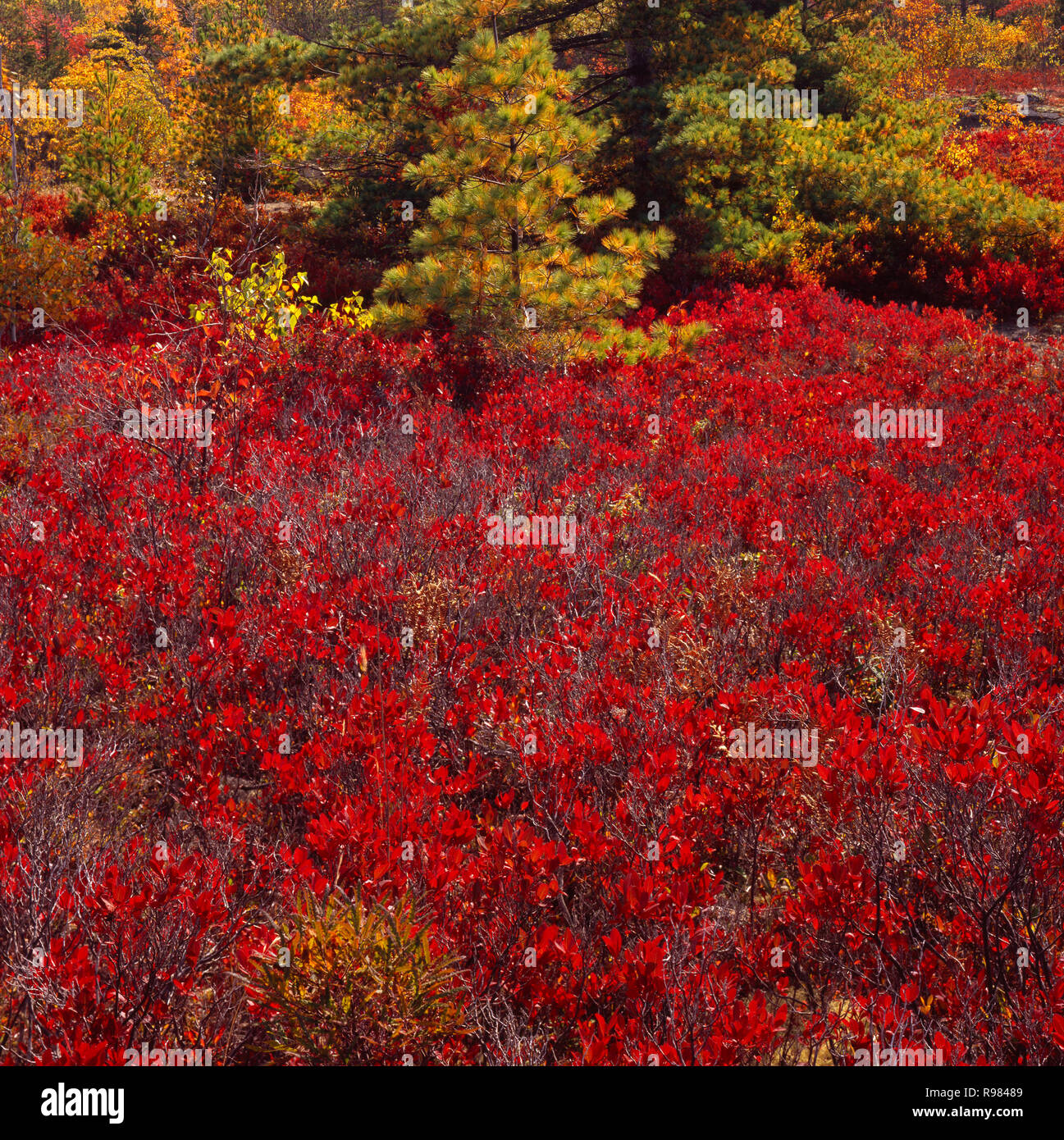 Maine blueberry hires stock photography and images Alamy
