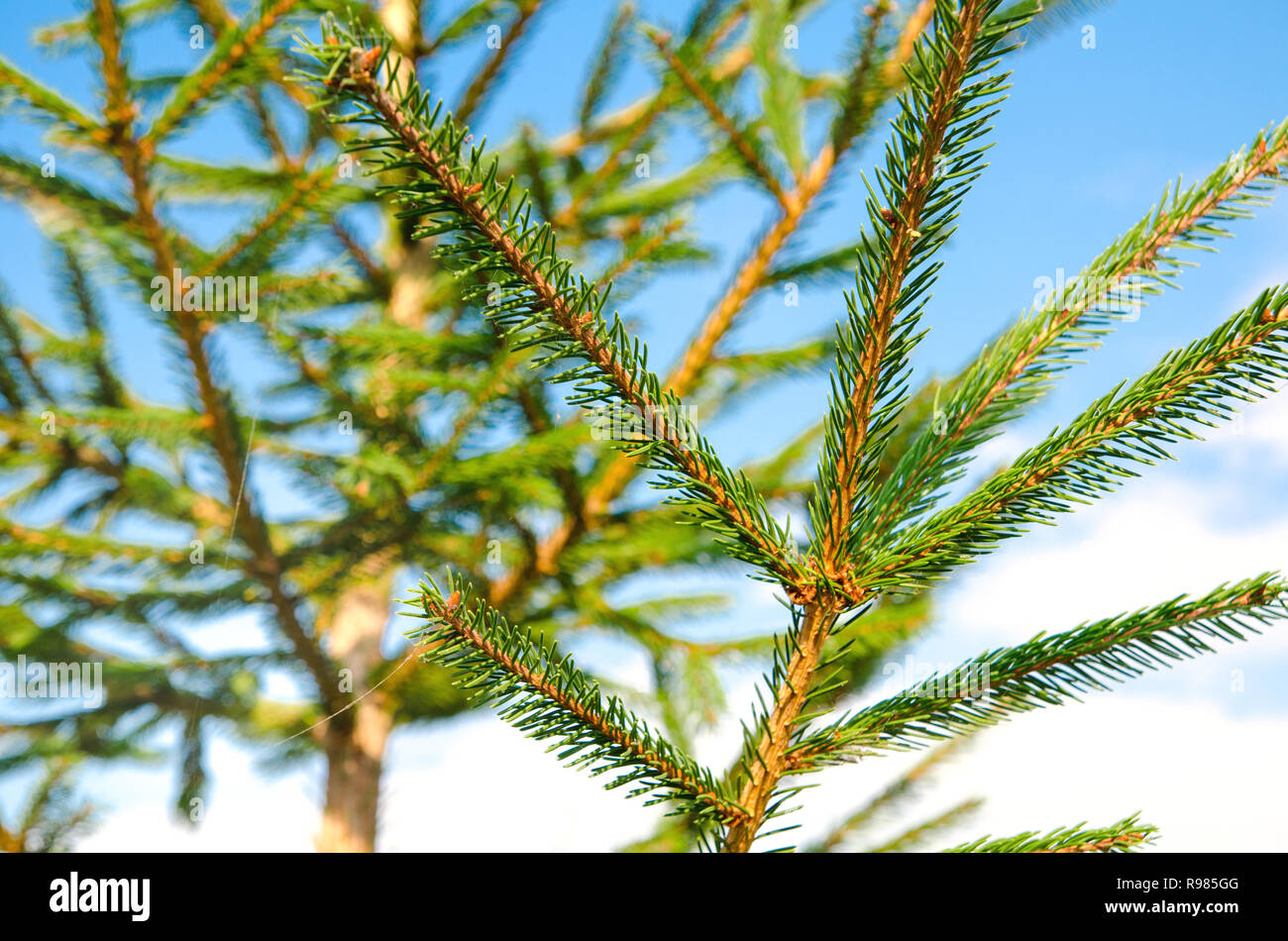 pine tree against the blue sky Stock Photo - Alamy