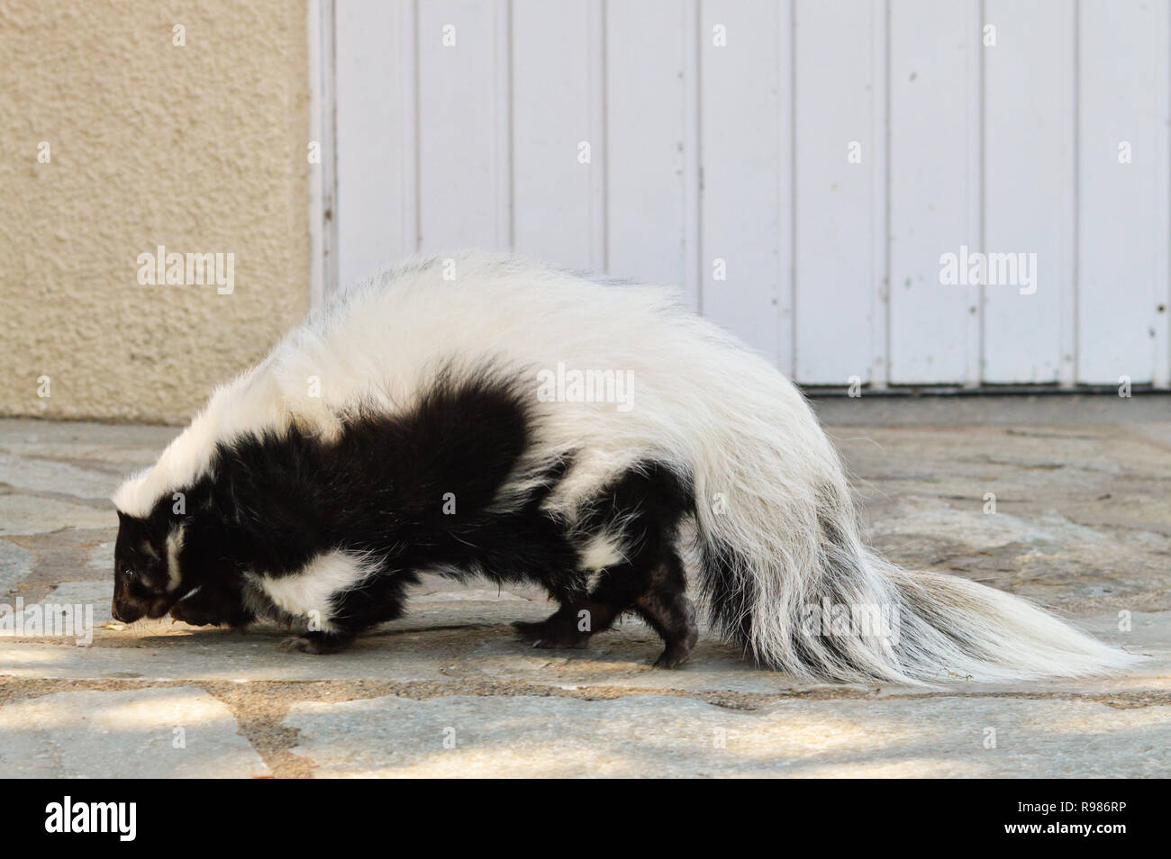 A beautiful skunk walking Stock Photo - Alamy