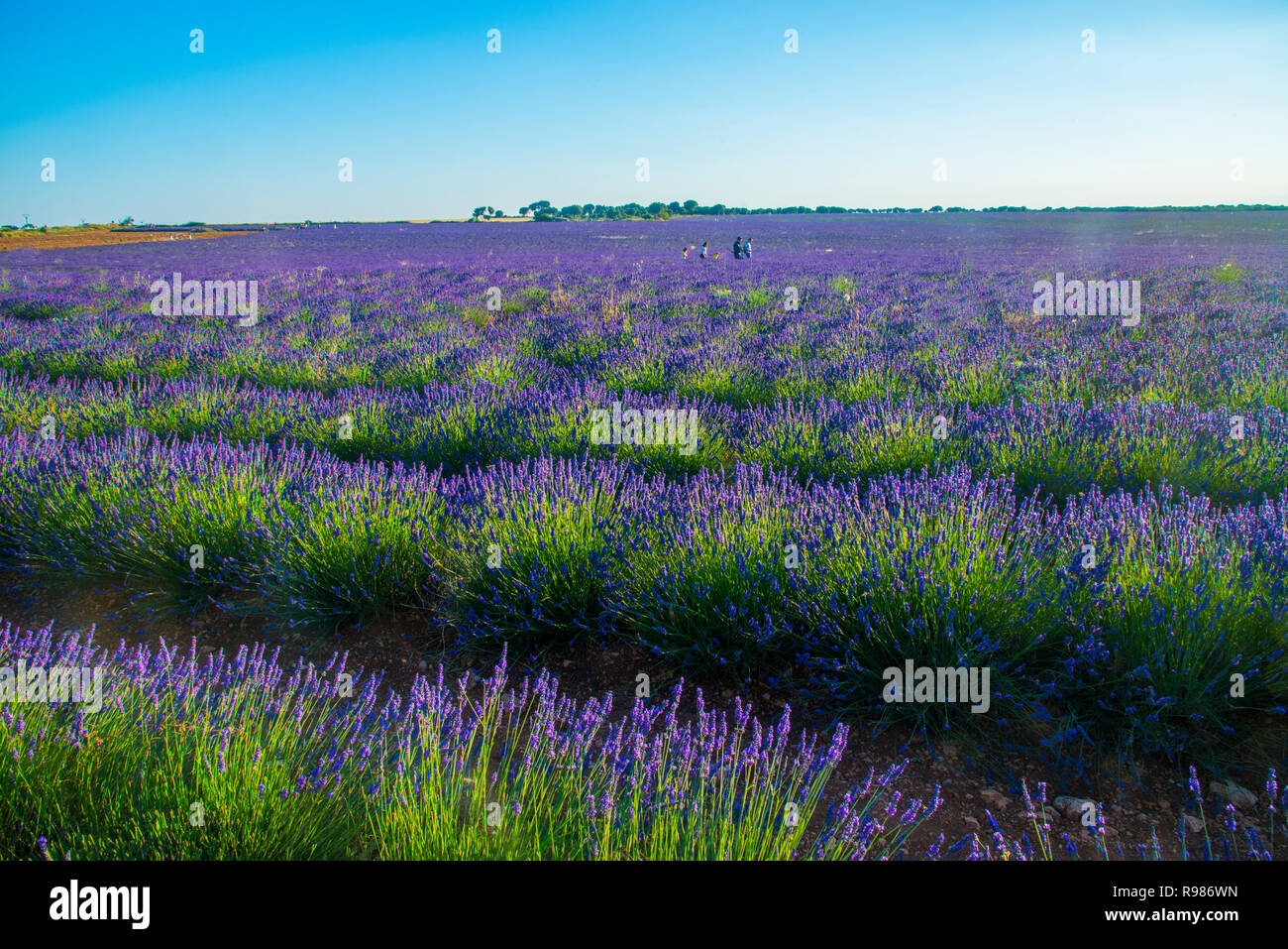 Lavender field. Brihuega, Guadalajara province, Spain Stock Photo - Alamy