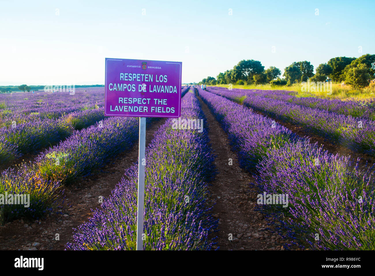 Respect the lavender fields sign. Brihuega, Guadalajara province, Castilla La Mancha, Spain. Stock Photo