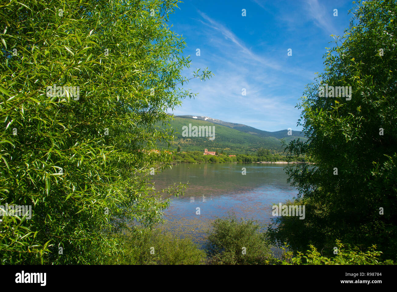 Pinilla hires stock photography and images Alamy