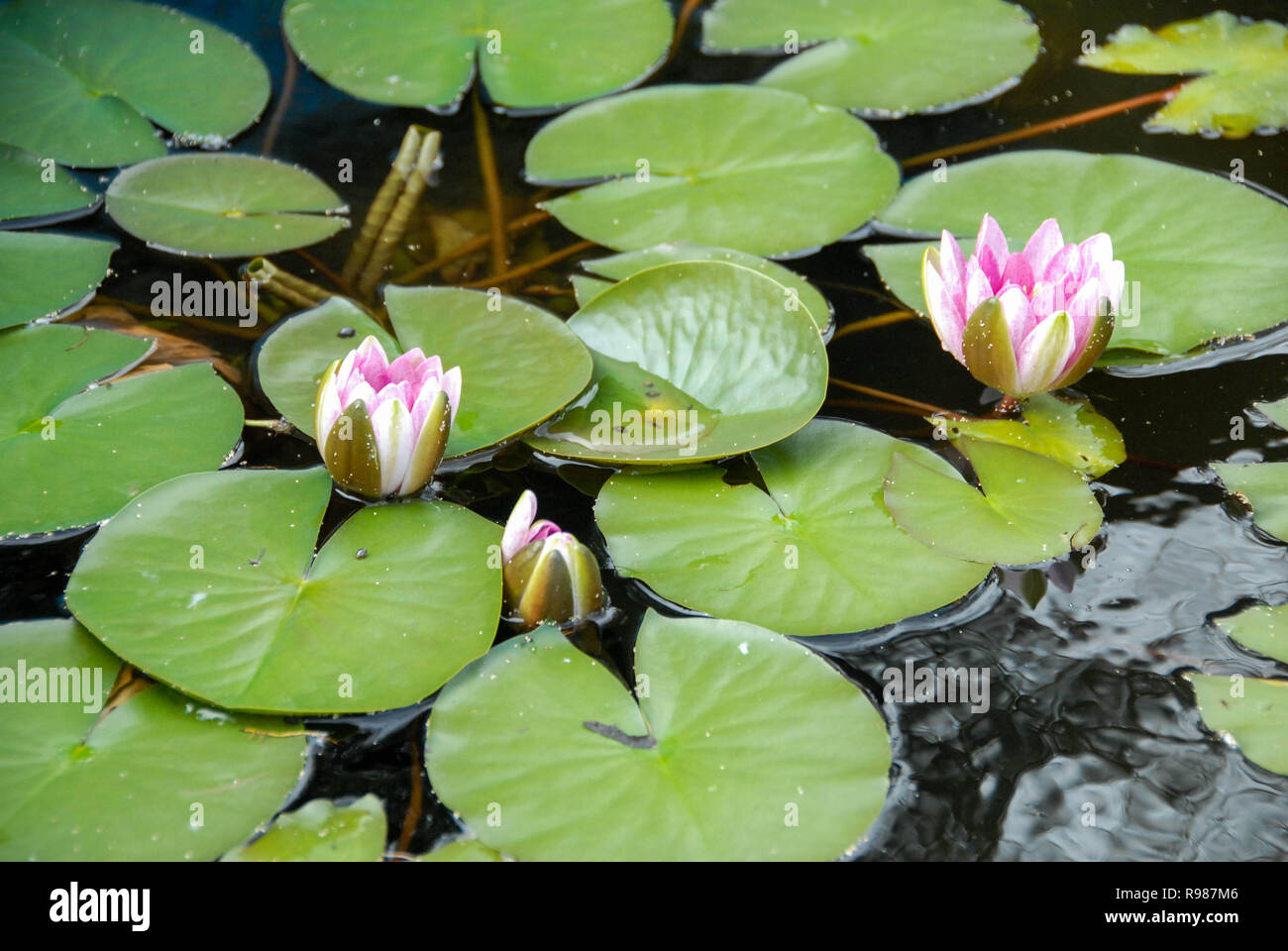 Lilies in the water hi-res stock photography and images - Alamy