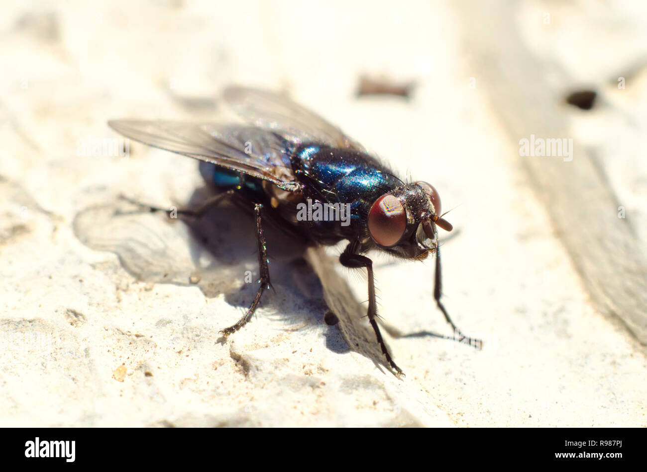 fly sitting on a stone macro Stock Photo
