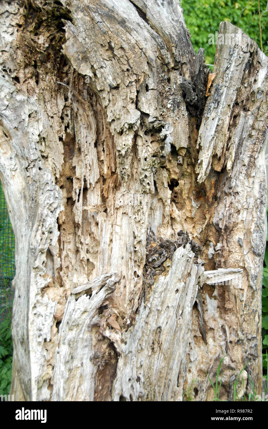 An old dead tree trunk eroded by time and termites Stock Photo