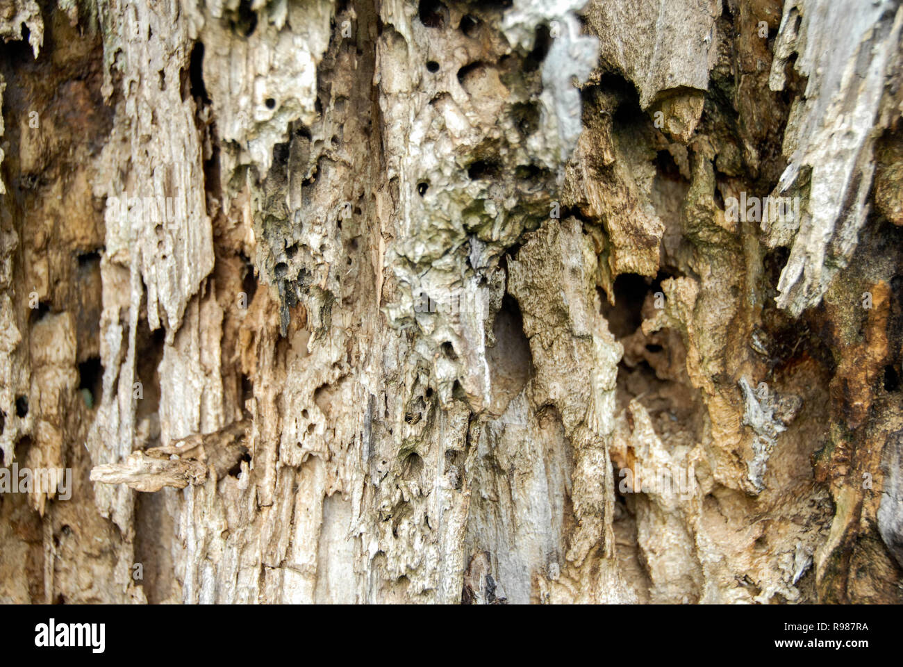 An old dead tree trunk eroded by time and termites Stock Photo