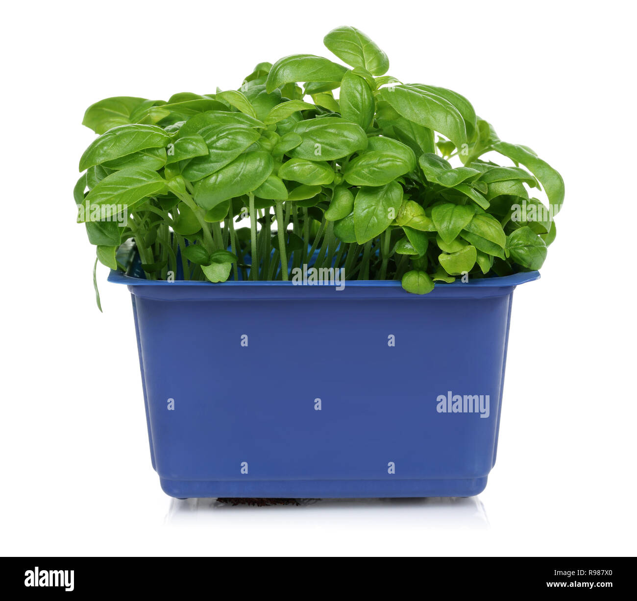 Green basil plant in blue pot, isolated on white background Stock Photo ...
