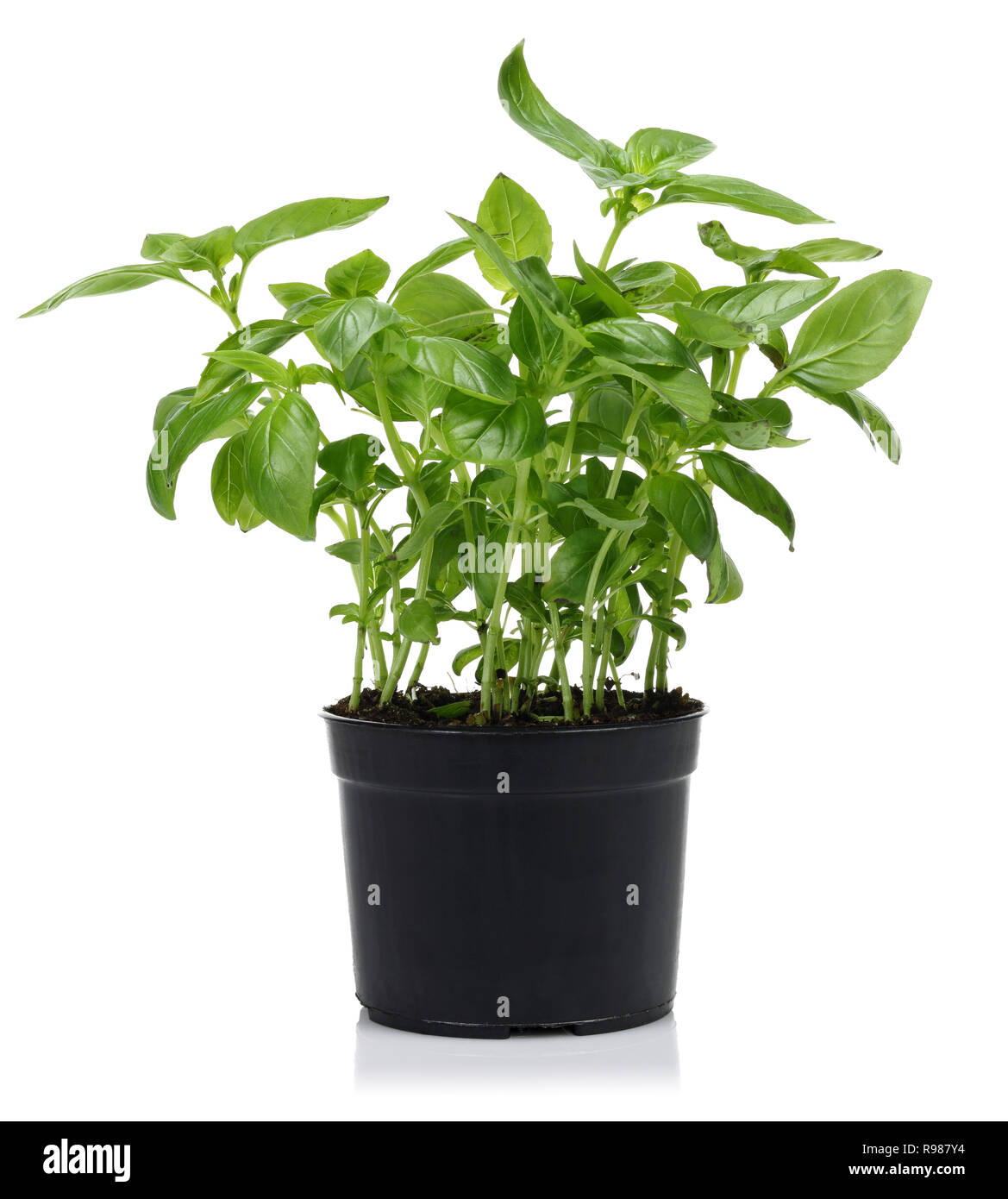 Green basil plant, in black pot isolated on white background Stock Photo