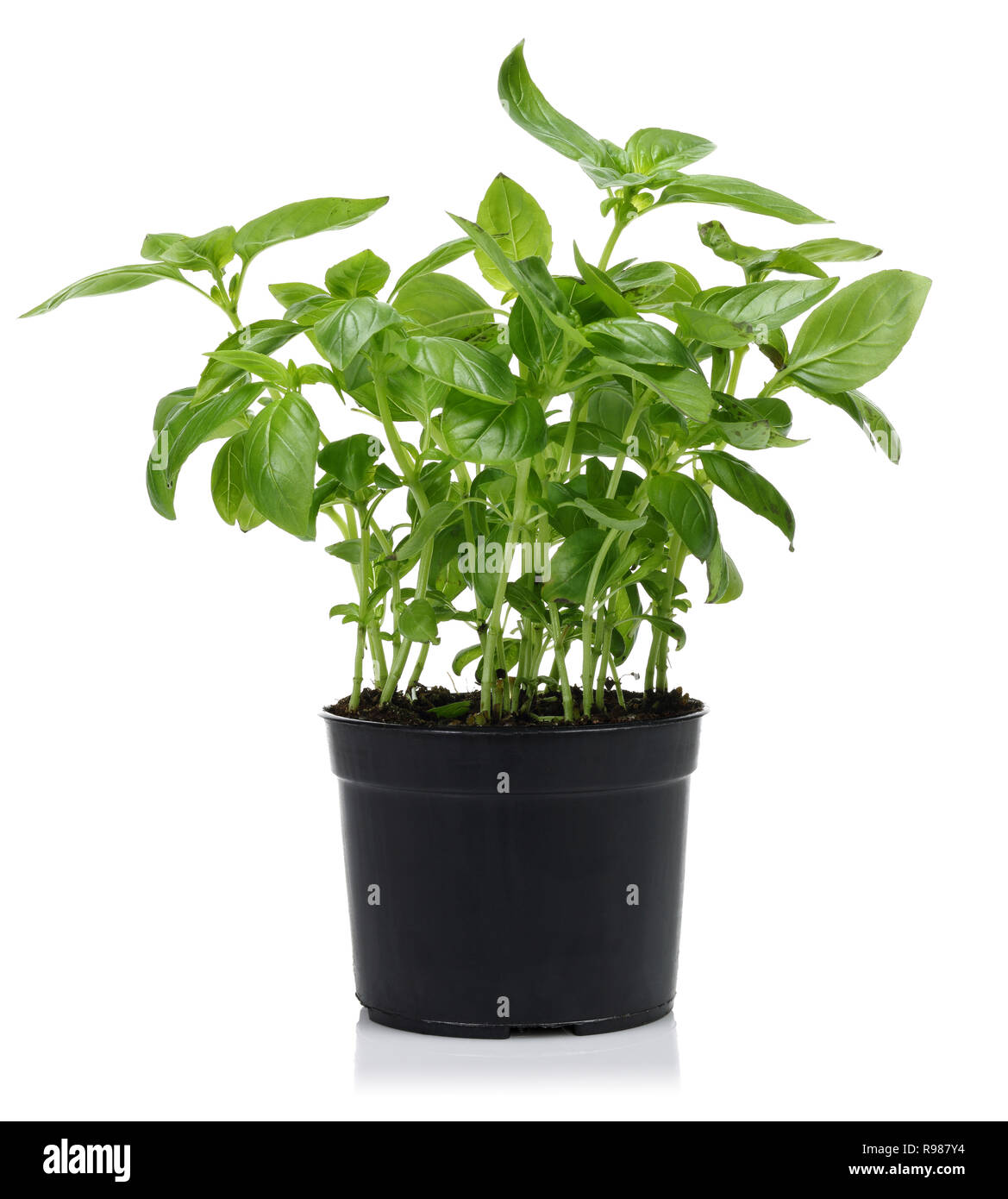 Green basil plant, in black pot isolated on white background Stock ...