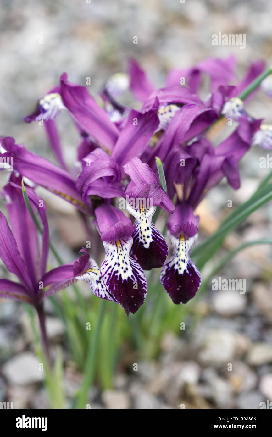 Iris reticulata 'Spot On' flowers. Stock Photo