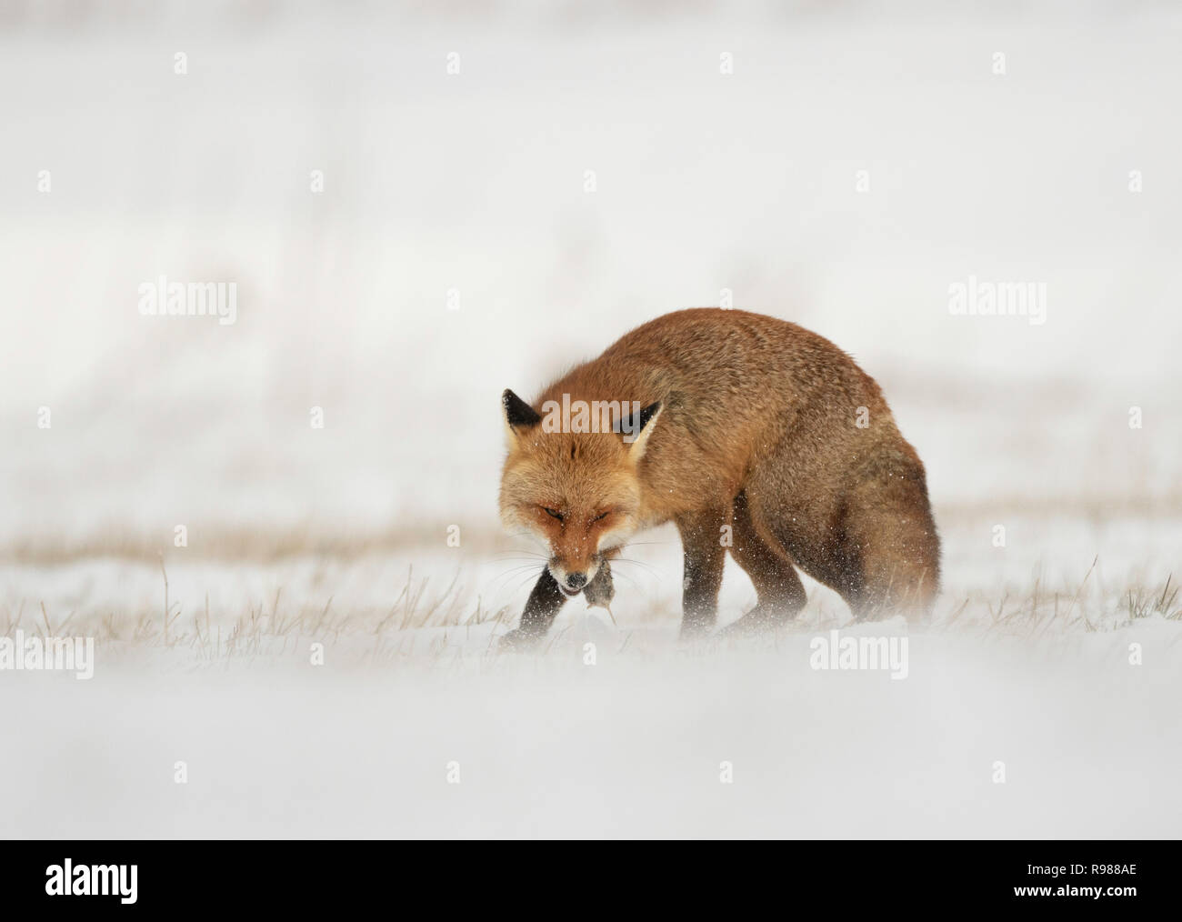 red fox eat common vole in a snowstorm Stock Photo Alamy