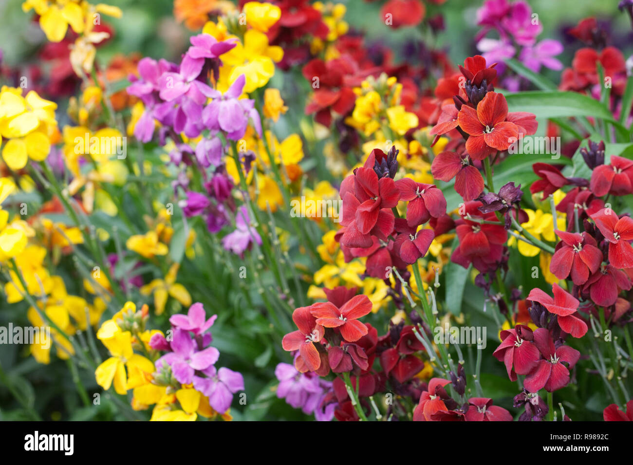 Brightly coloured Erysimum flowers. Stock Photo
