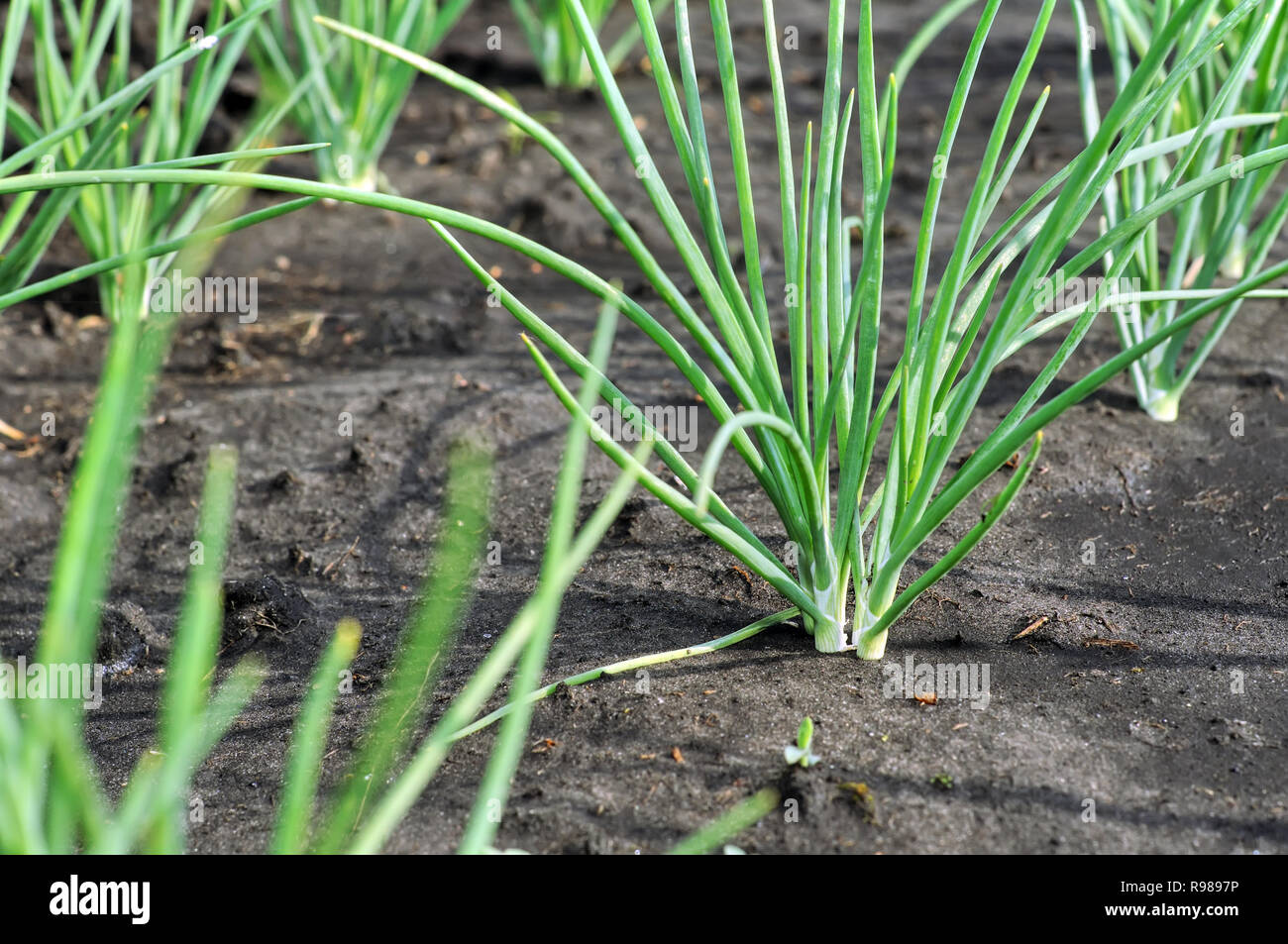 Close up onion plantation hi-res stock photography and images - Alamy