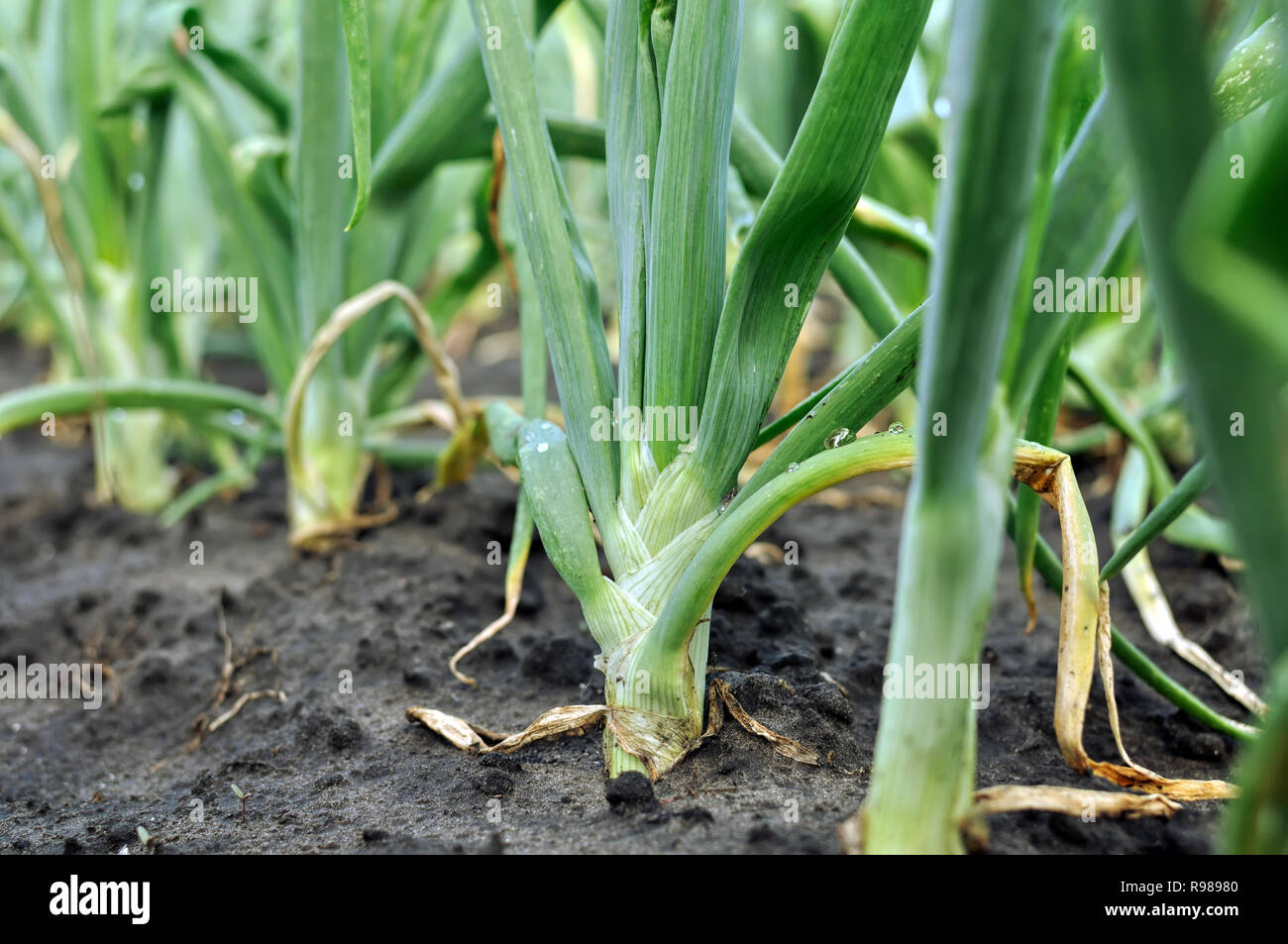 Close up onion plantation hi-res stock photography and images - Alamy