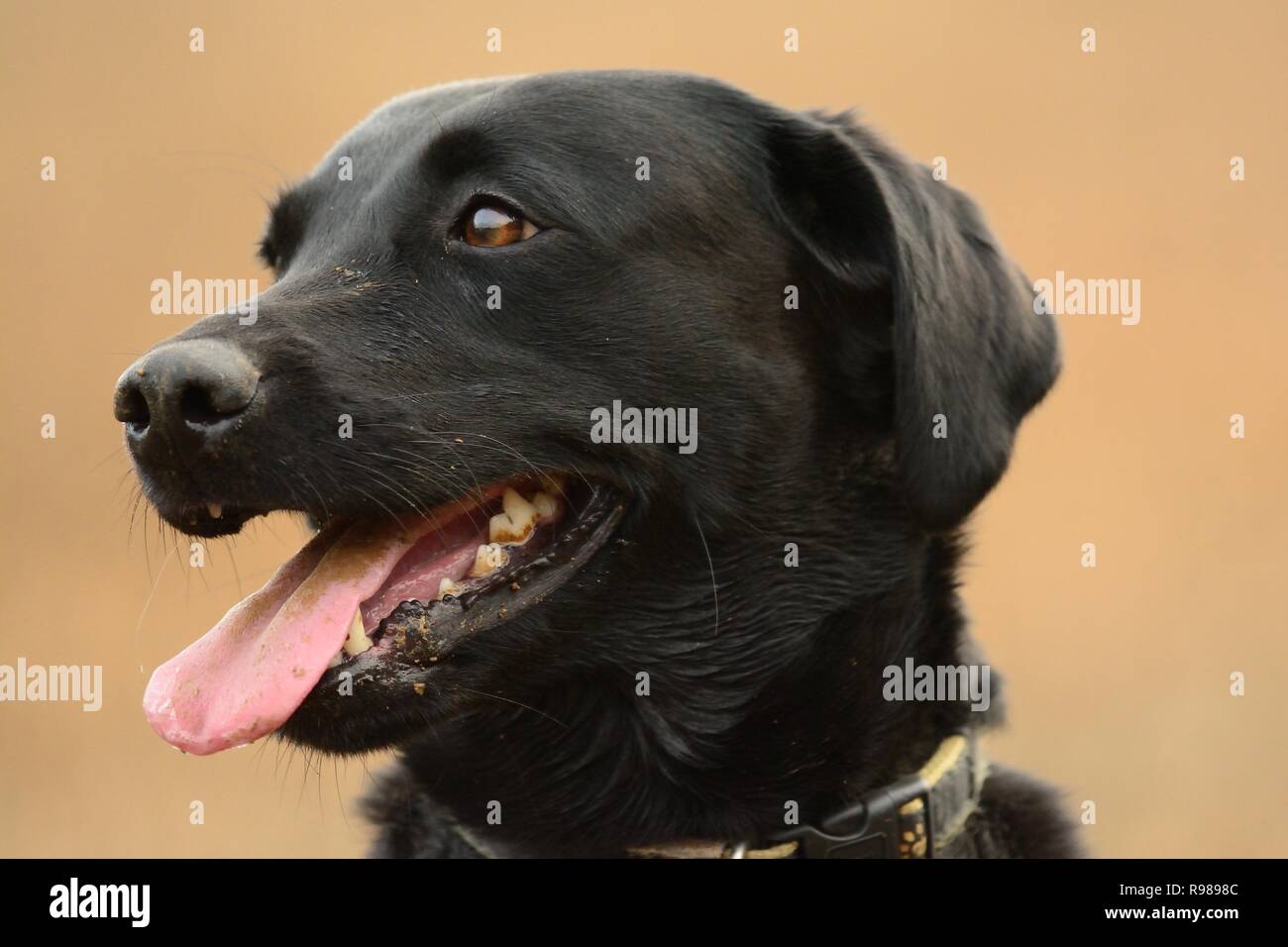 Close up head shot of a cute black Labrador retriever Stock Photo - Alamy