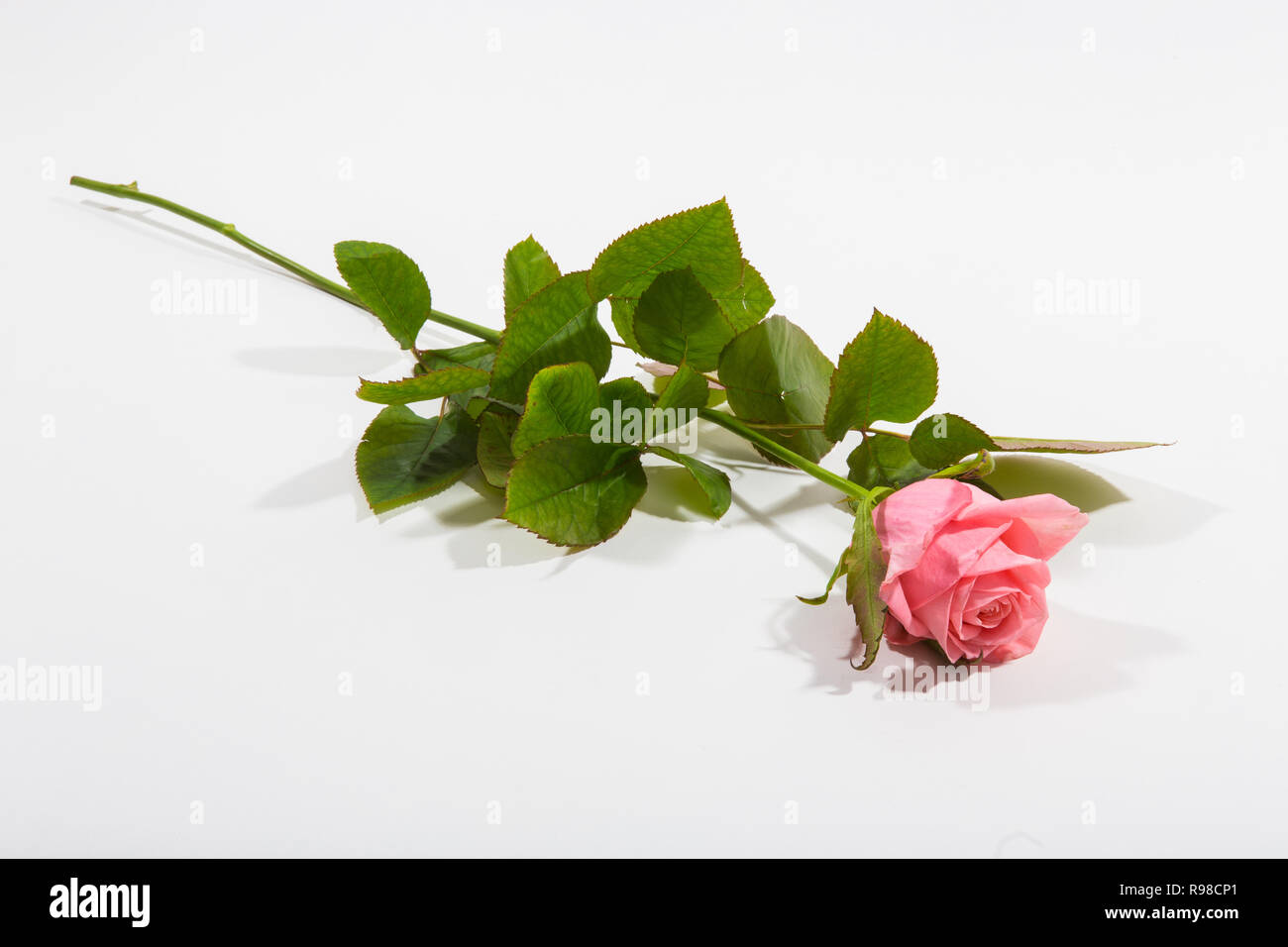 single pink rose isolated on white background. Stock Photo