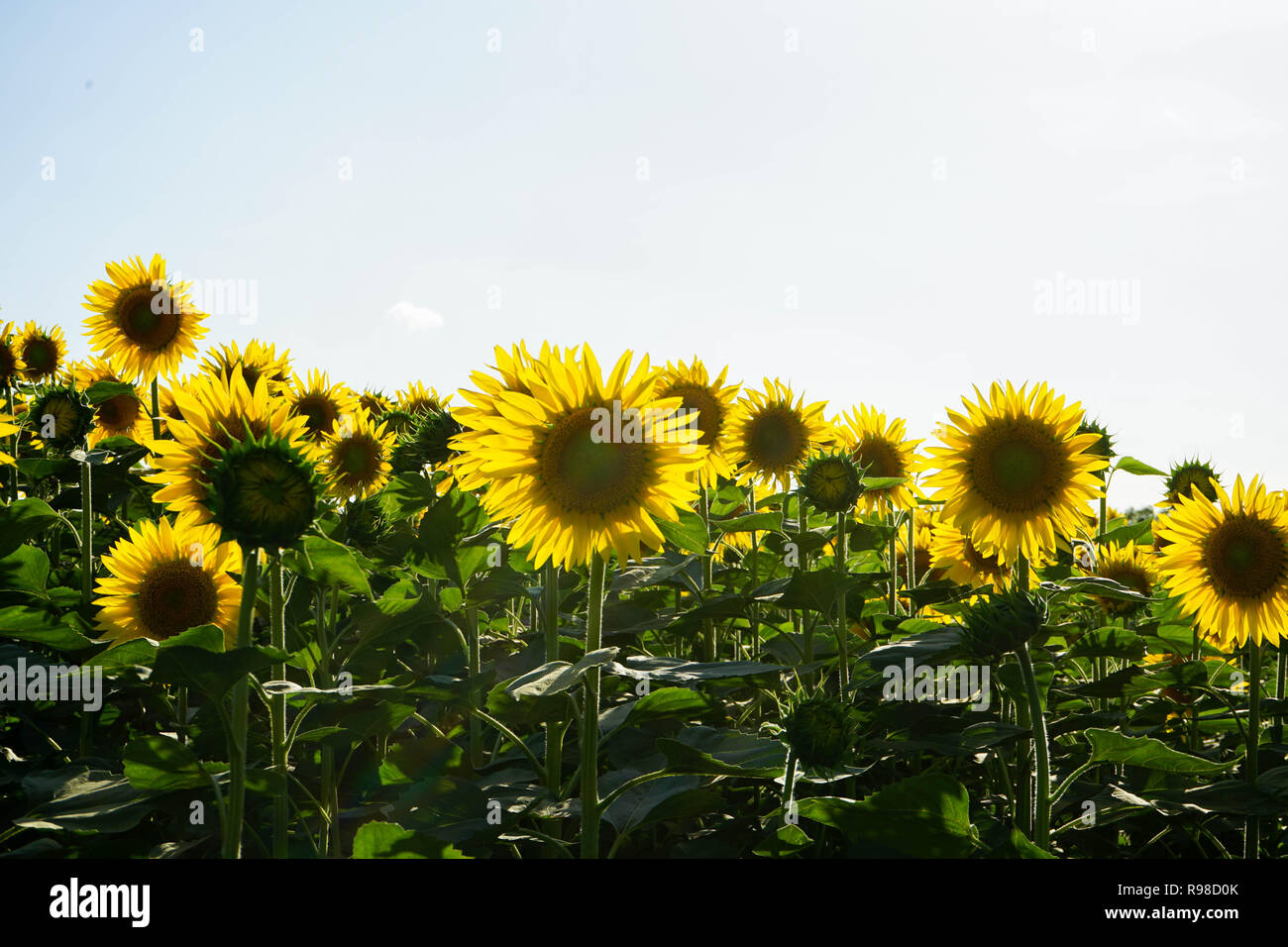 Field of sunflowers near Lucca, Tuscany - Italy Stock Photo - Alamy