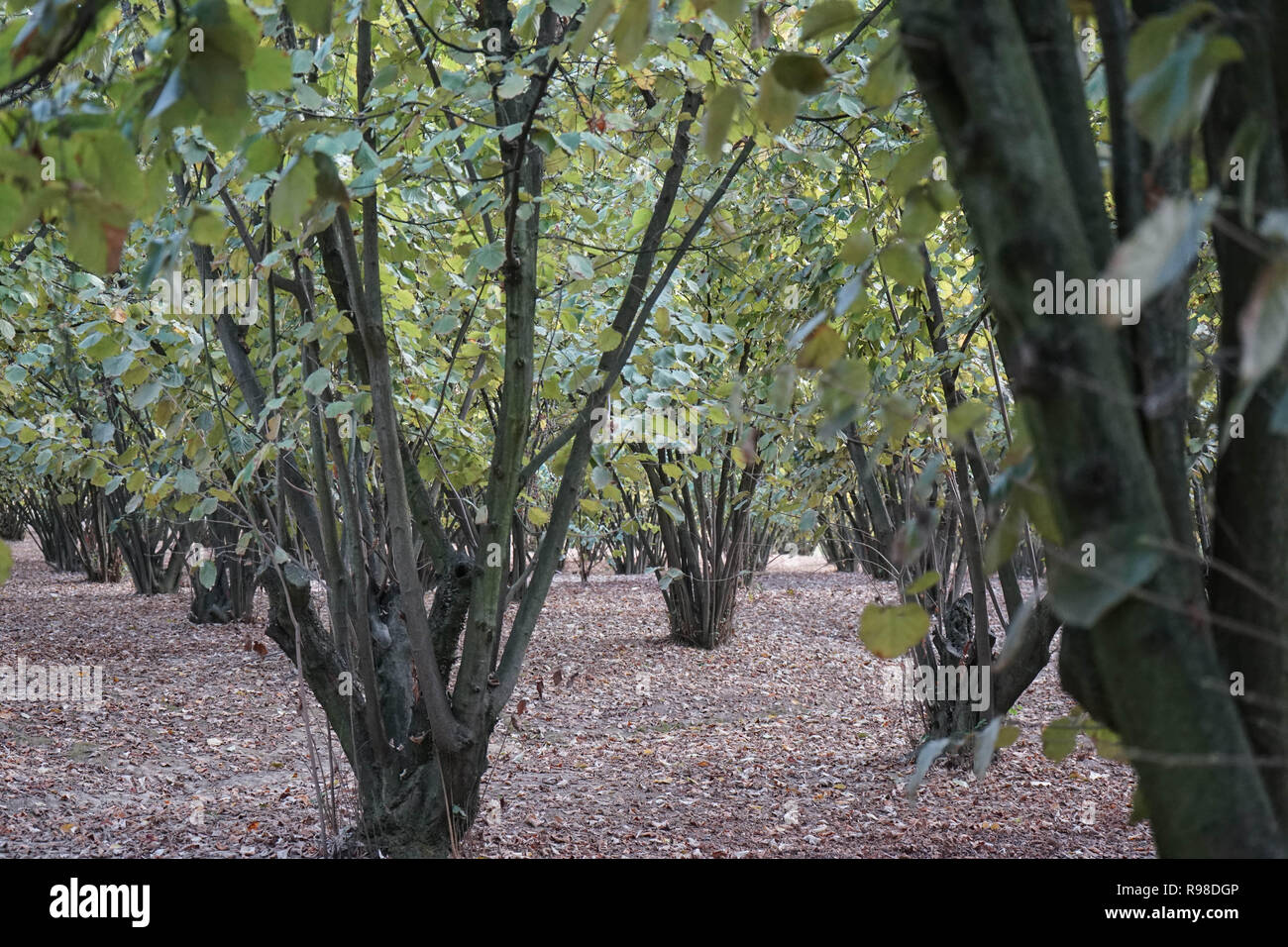 Field of hazelnuts at la Morra, Piedmont Italy Stock Photo Alamy