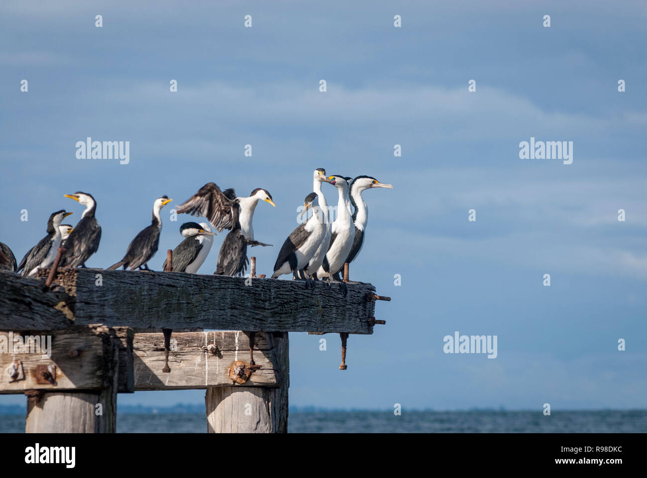 Victoria port phillip bay hires stock photography and images Alamy