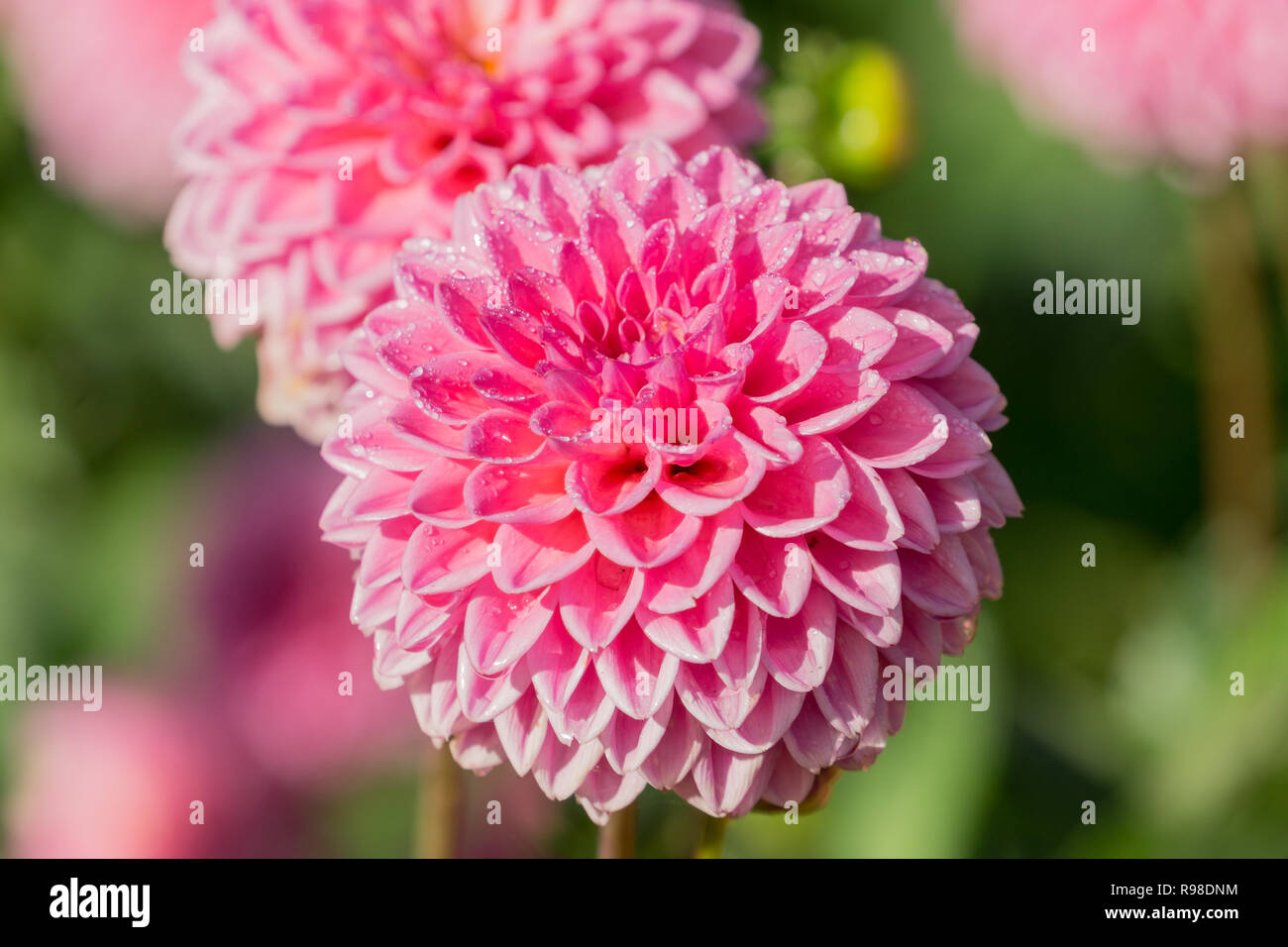 Close-up of a Pink Pompon Dahlia (Asteraceae) Flower on a sunny Day. Stock Photo