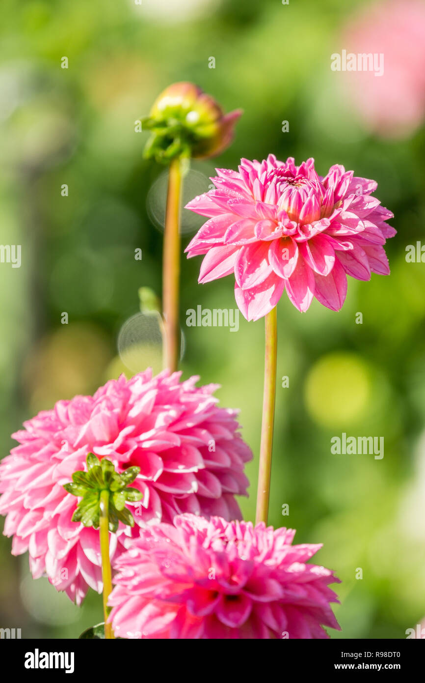 Close-up of a Pink Pompon Dahlia (Asteraceae) Flower on a sunny Day. Stock Photo