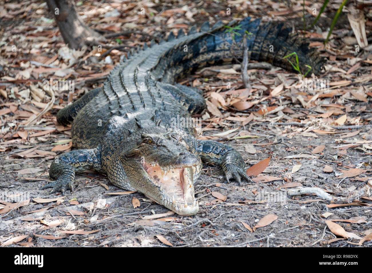 Salt water crocodile at the side of the river displaying its teeth, Northern Territory Australia Stock Photo