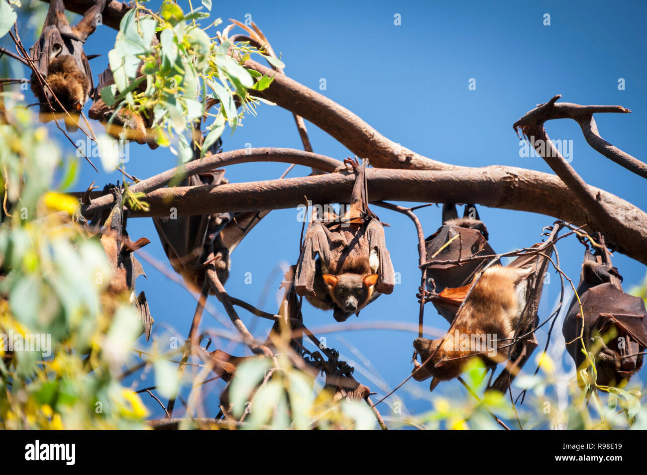 Colony of flying foxes, Northern Territory, Australia Stock Photo