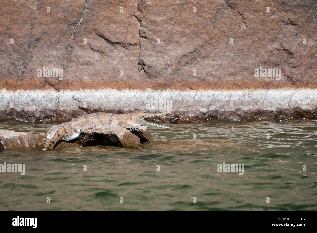 Fresh water crocodile sunning itself on the Katherine River, Northern Territory Australia Stock Photo