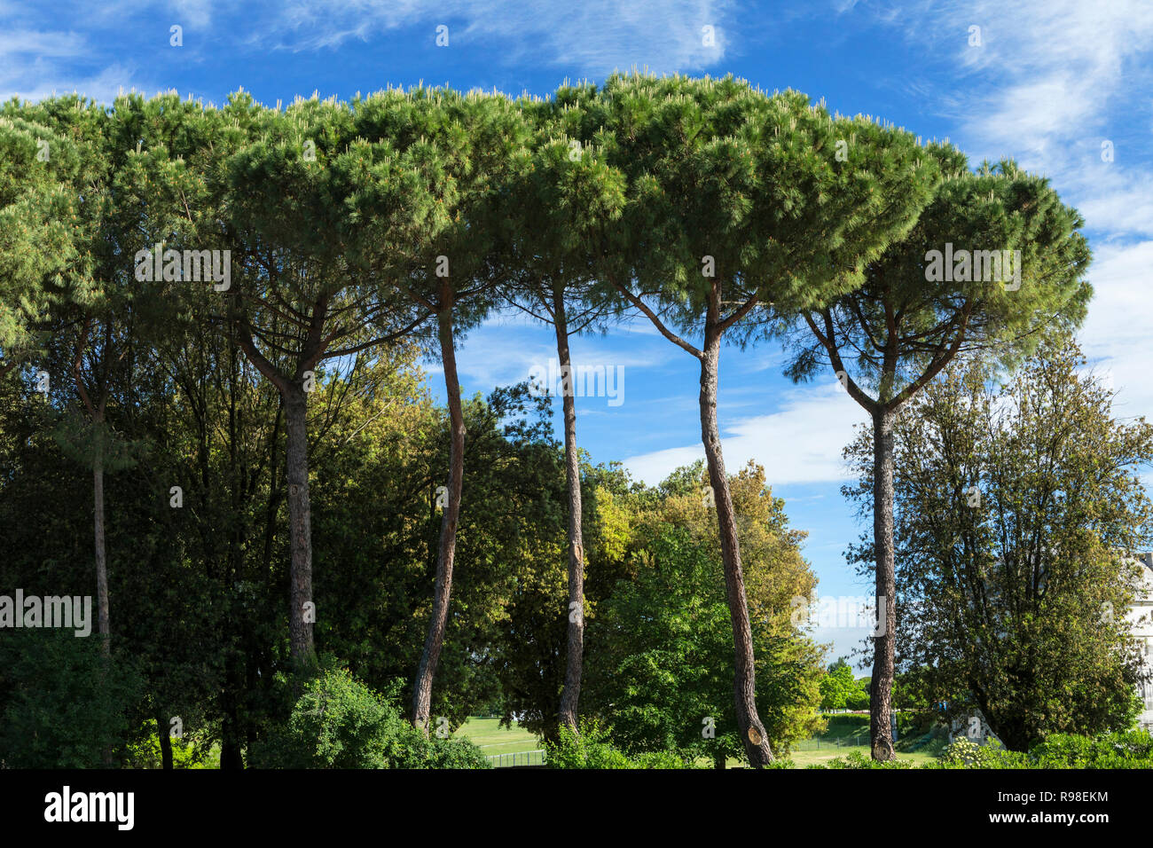 Tall umbrella pine trees Stock Photo