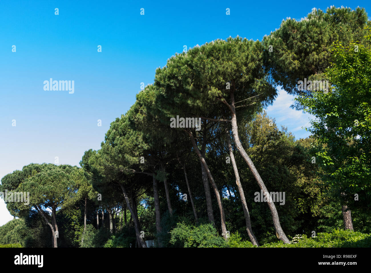 Row of umbrella pine trees in Ravenna Stock Photo