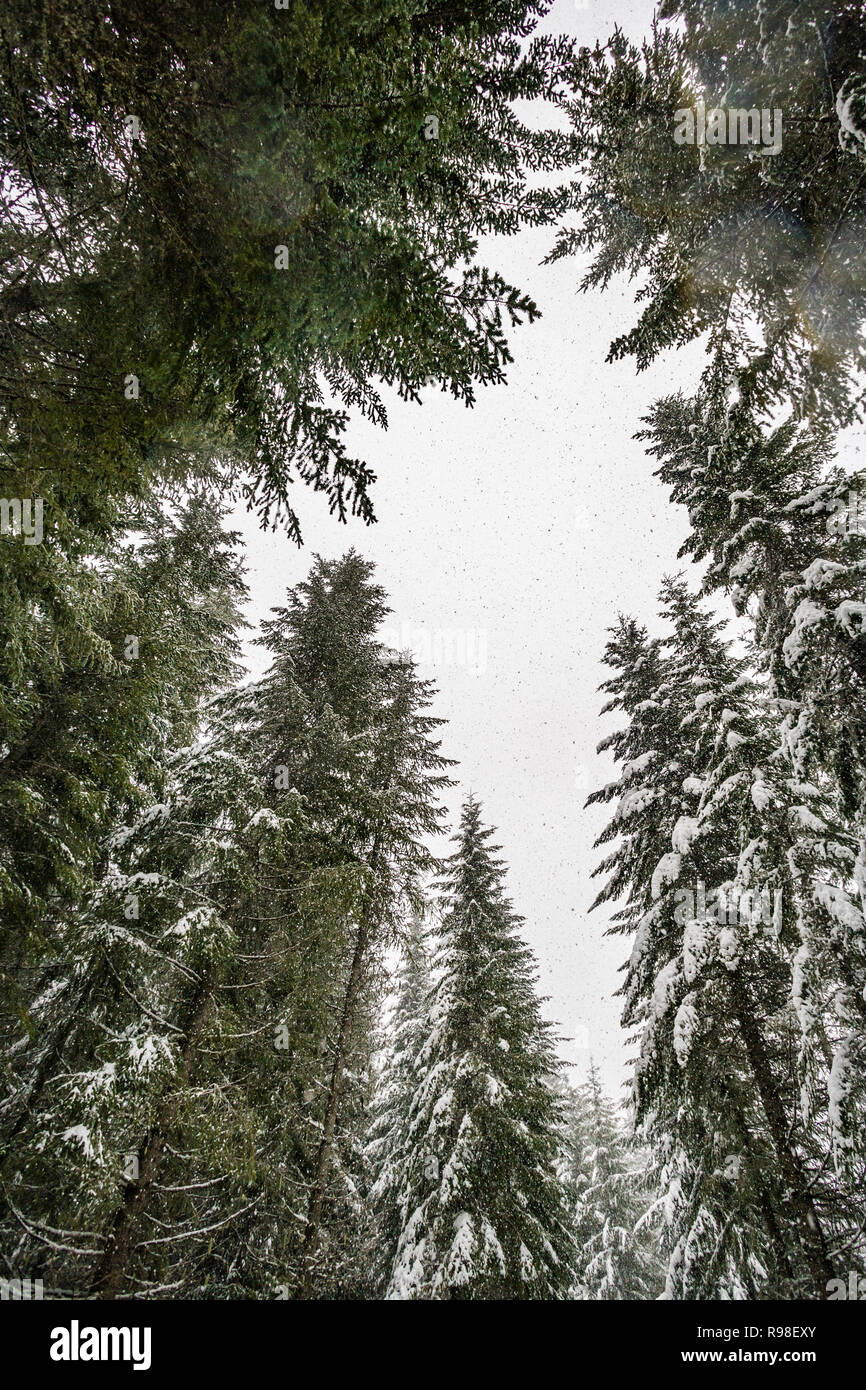 Looking up through the forest trees at falling snow and cloudy skies. Stock Photo