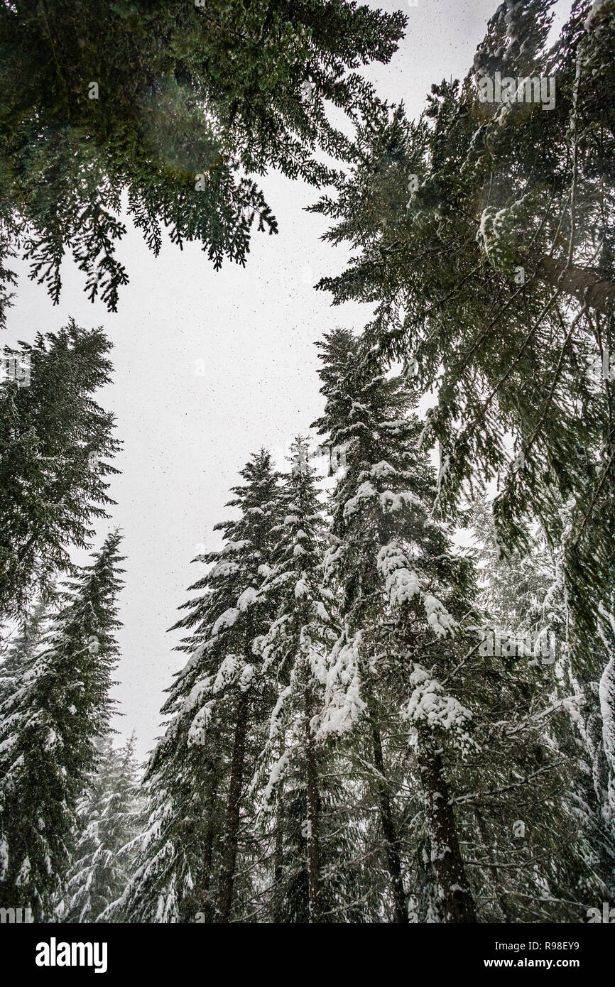 Looking up through the forest trees at falling snow and cloudy skies. Stock Photo