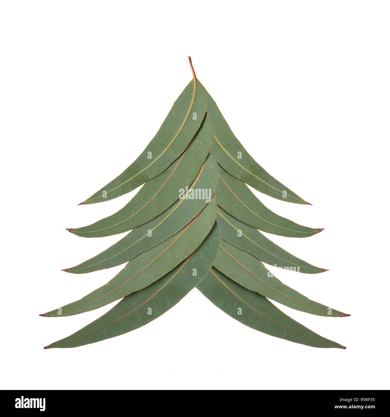 An Aussie Christmas tree made up of Australian gum tree leaves Stock