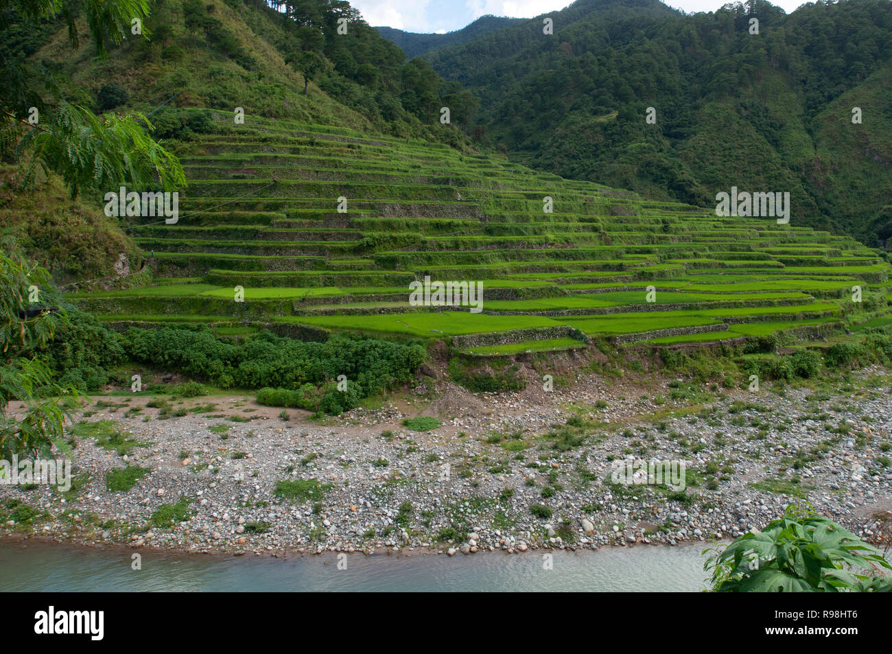 Bontoc Rice Terraces, Mountain Region, Luzon, Philippines, Asia, South Asia Stock Photo
