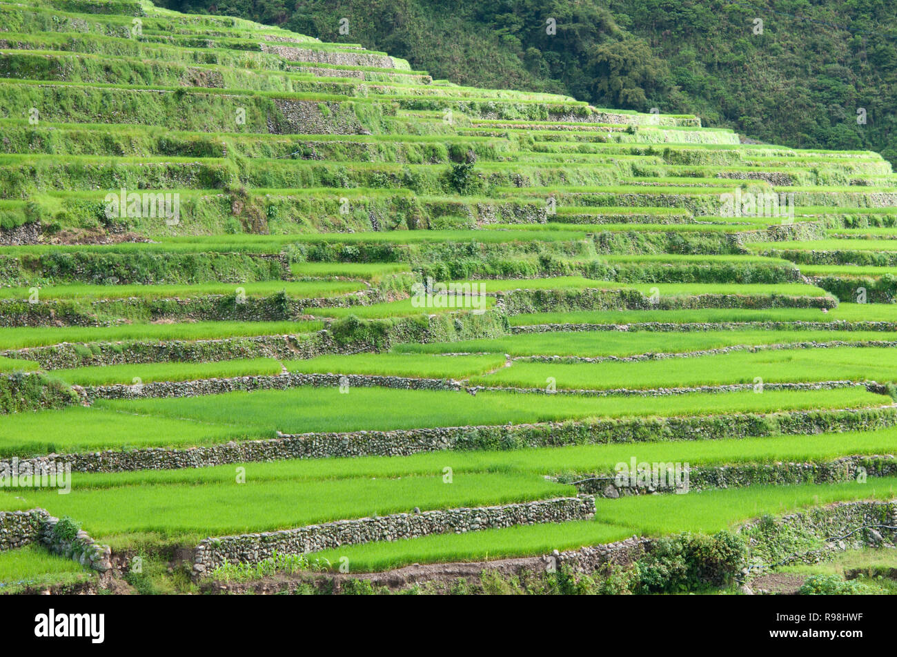 Bontoc Rice Terraces, Mountain Region, Luzon, Philippines, Asia, South Asia Stock Photo