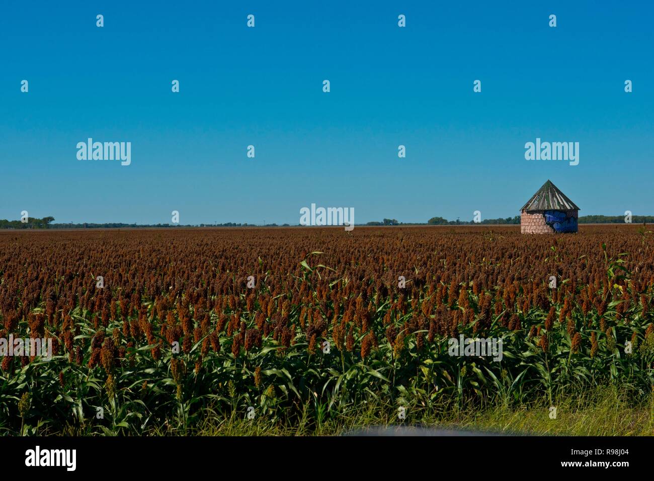 Kansas, Minneapolis, Farm Field, Sorghum, Ready for Harvest Stock Photo