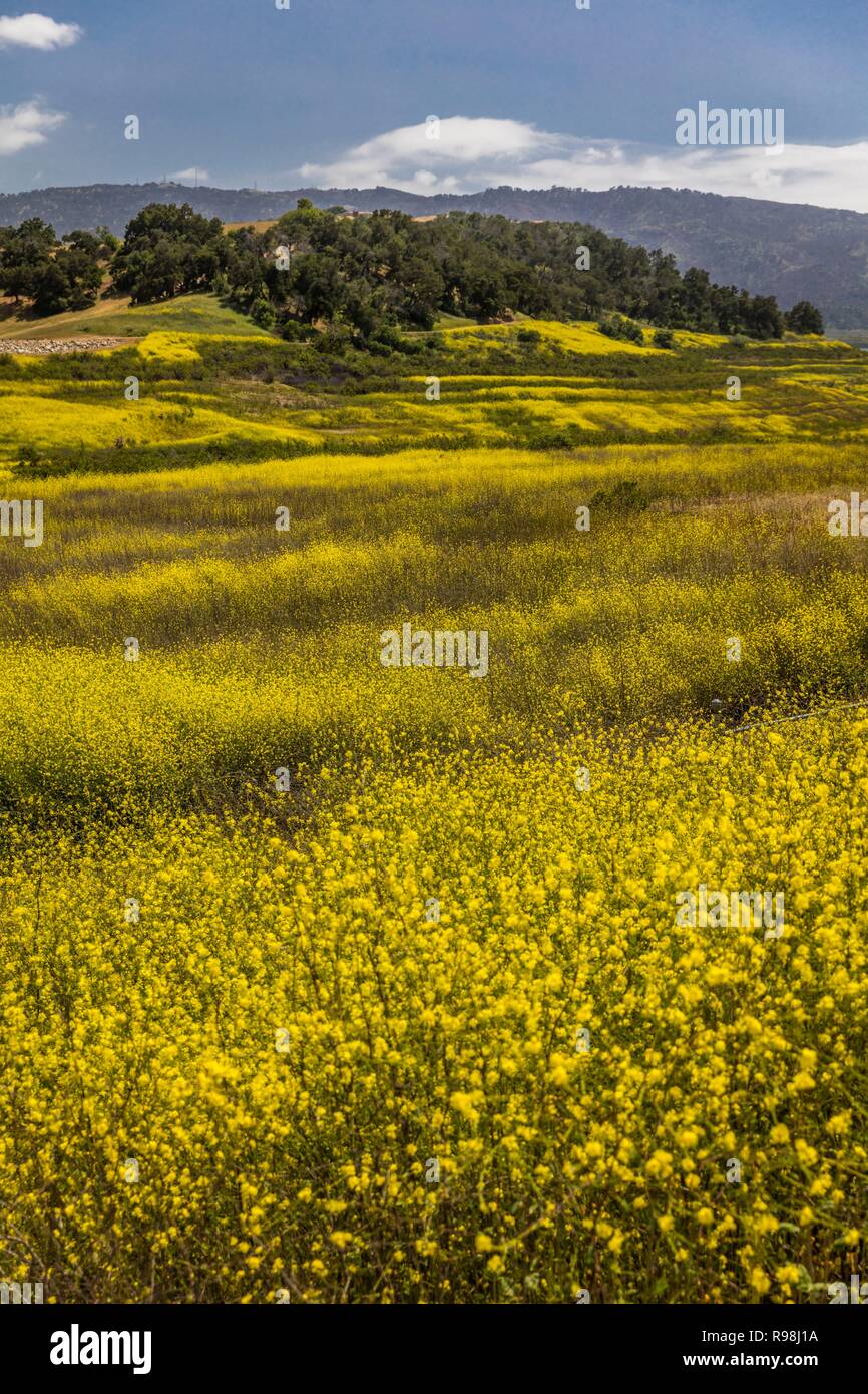 Yellow mustard grows where Lake Casitas used to be DROUGHT Stock