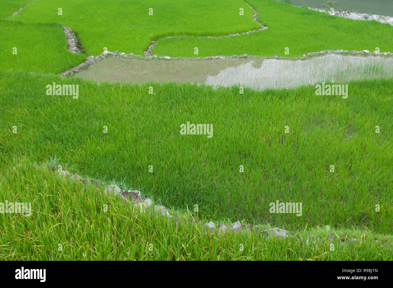 Bontoc Rice Terraces, Mountain Region, Luzon, Philippines, Asia, South ...
