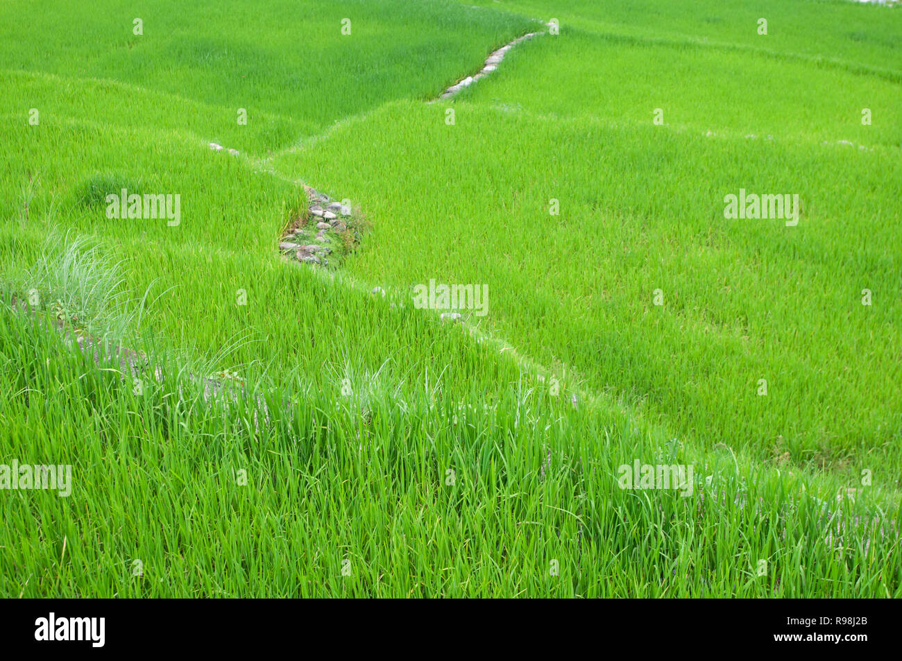 Bontoc Rice Terraces, Mountain Region, Luzon, Philippines, Asia, South Asia Stock Photo