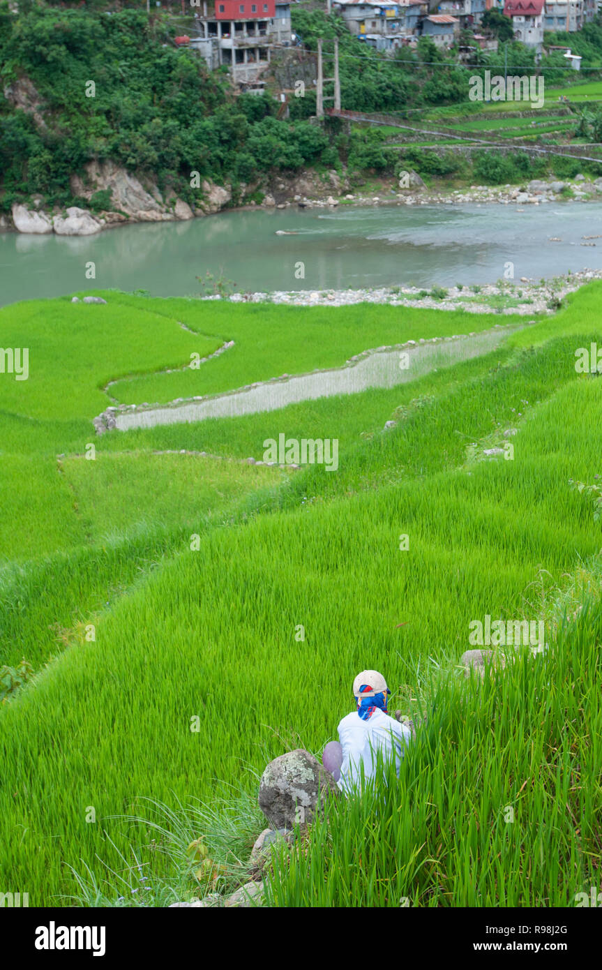 Farmer at Bontoc Rice Terraces, Mountain Region, Luzon, Philippines, Asia, South Asia Stock Photo