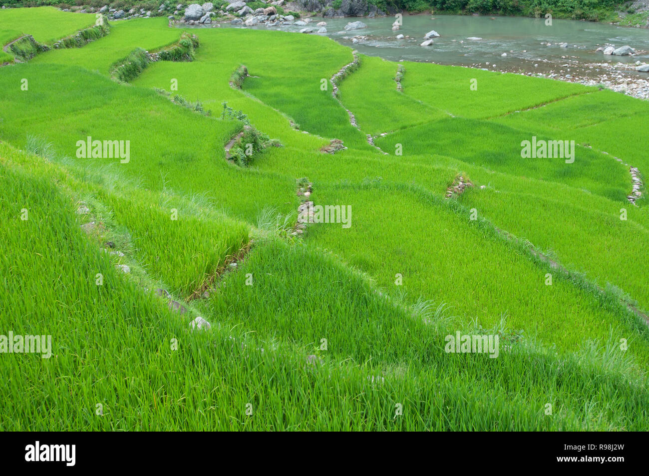 Bontoc Rice Terraces, Mountain Region, Luzon, Philippines, Asia, South ...