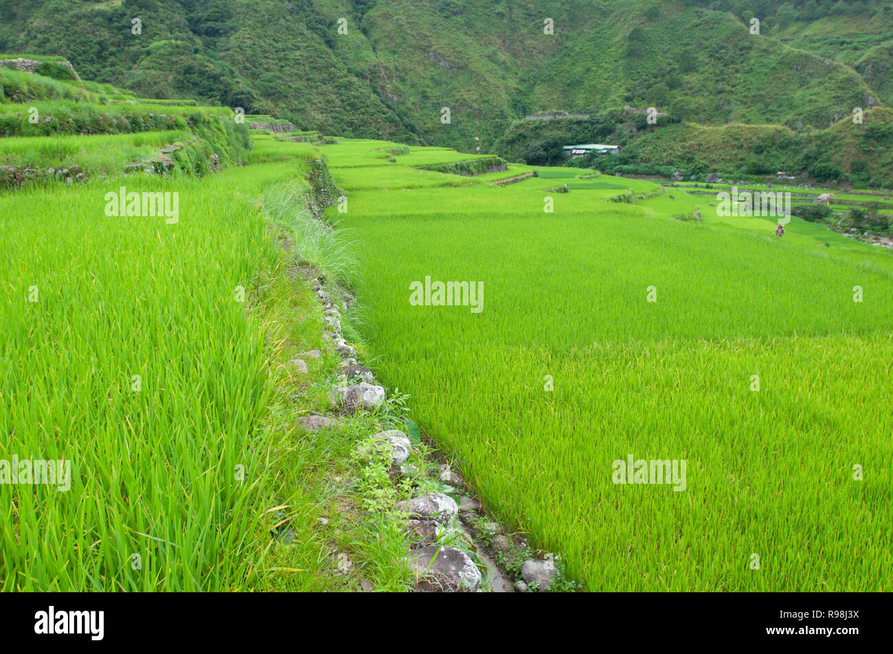 Bontoc Rice Terraces, Mountain Region, Luzon, Philippines, Asia, South Asia Stock Photo